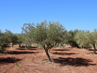 Campo de olivos - varear