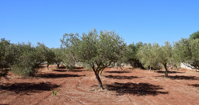 Campo de olivos - varear