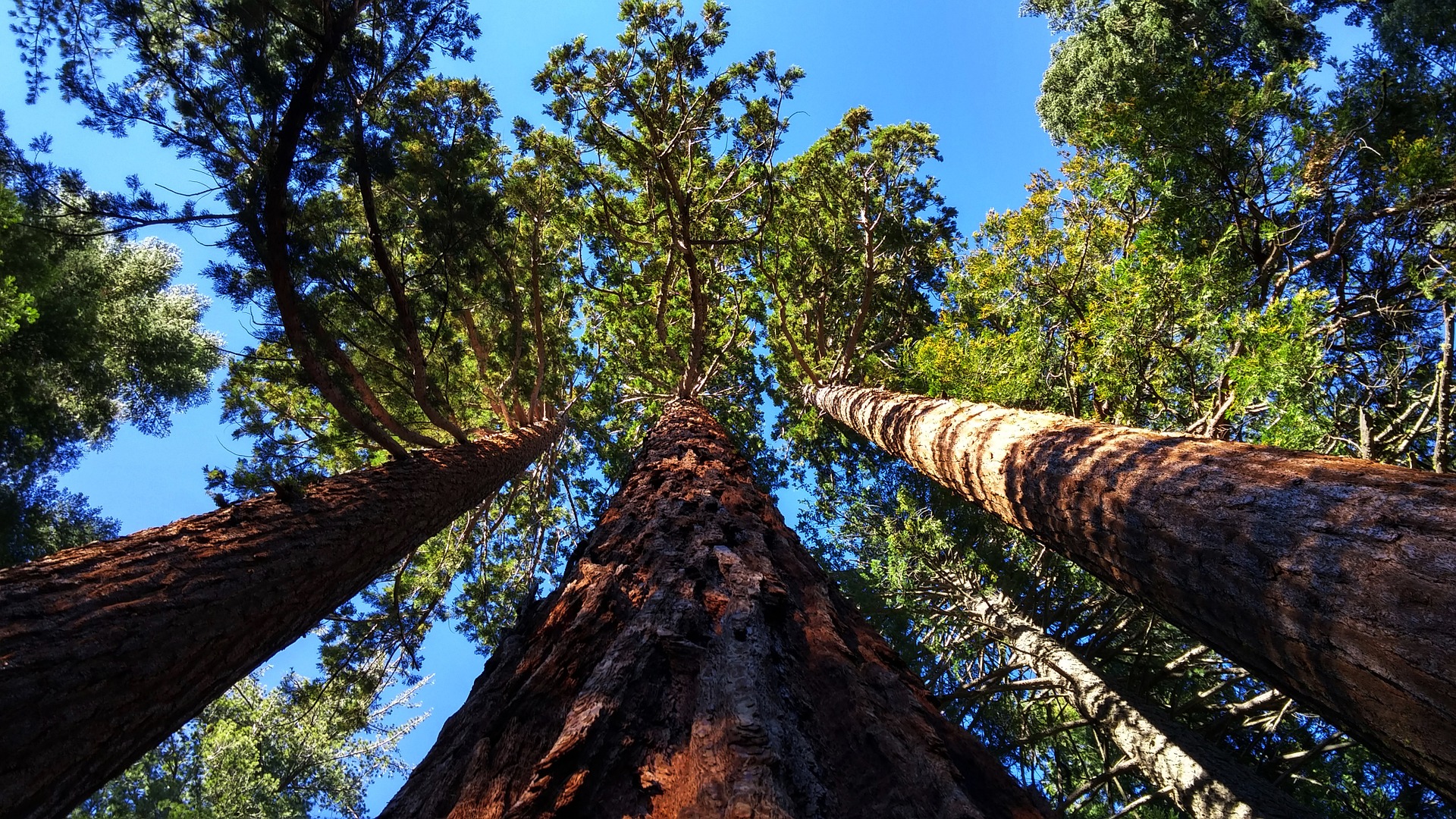 Los 5 árboles más altos del mundo - Blog Garland