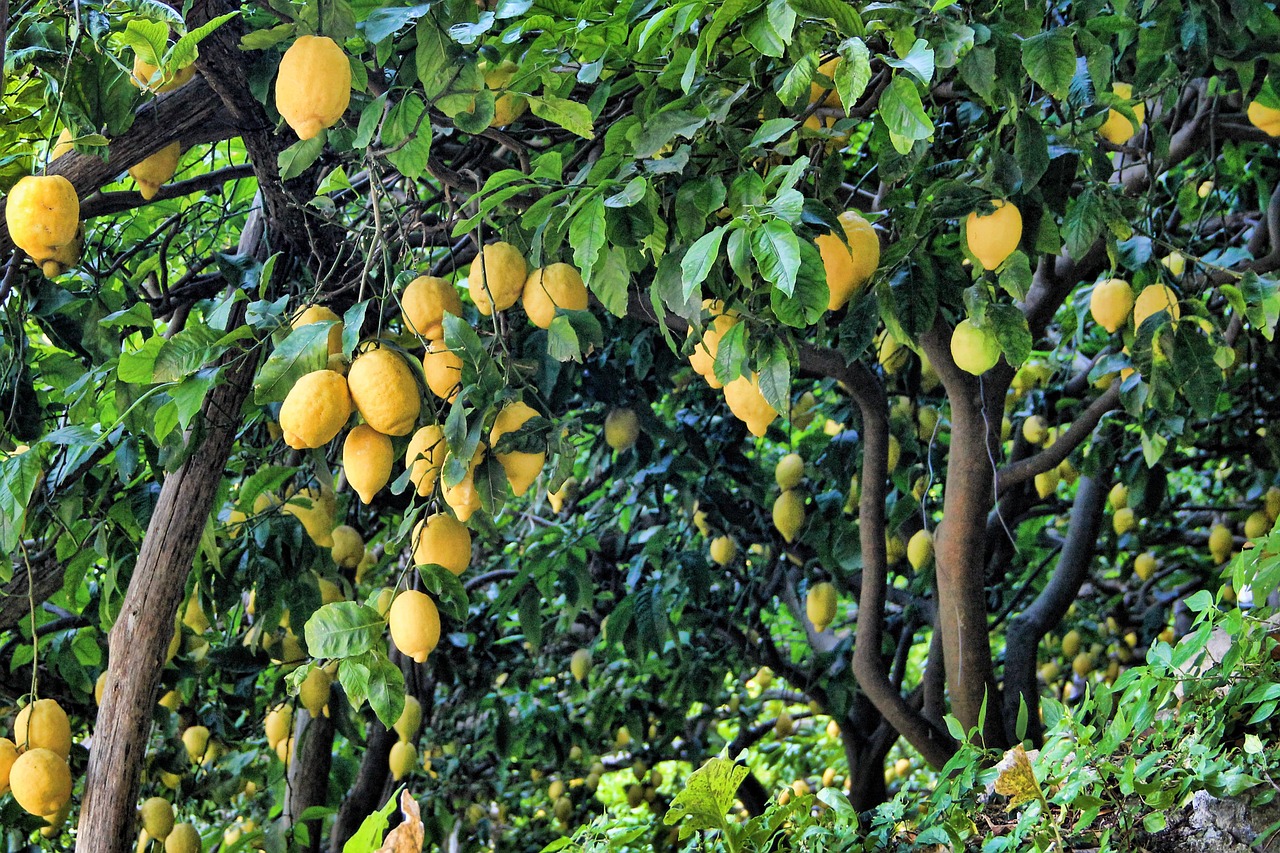El como a las plagas en los árboles frutales - Blog Garland